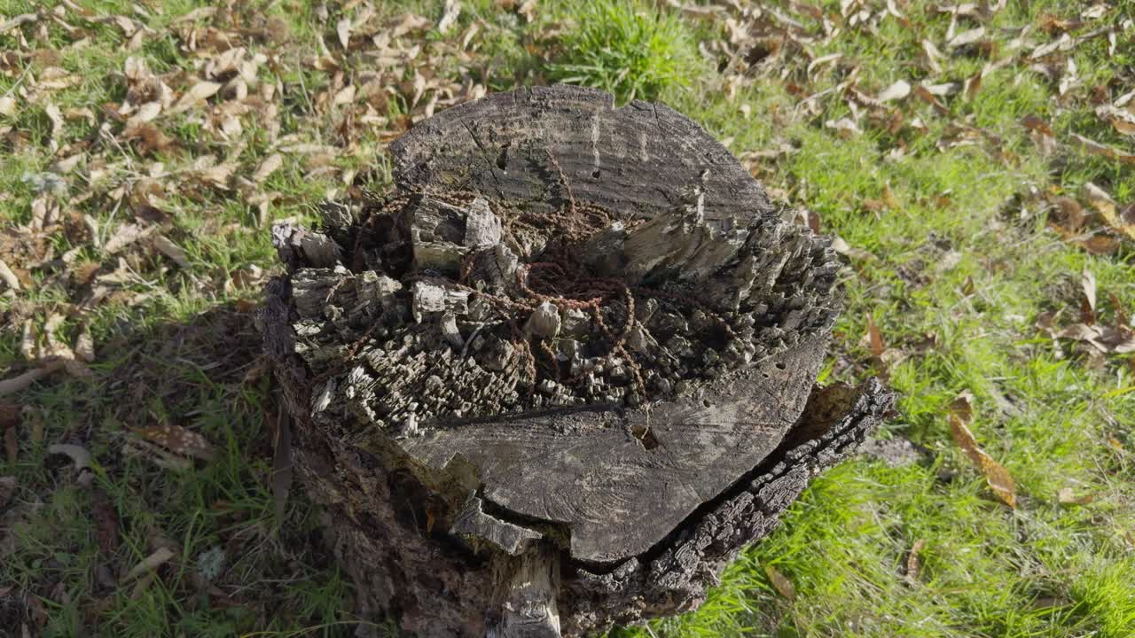 Widok z góry na ścięty stary pień otoczony trawą i suchymi liśćmi w słońcu