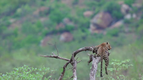 lone leopard lying on fallen tree branch looks out of frame, copy space