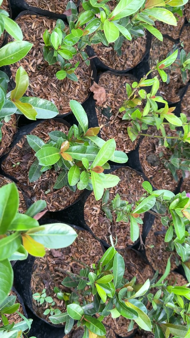 Fileiras de mudas verdes frescas em um viveiro de plantas