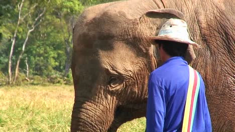 a man feeds one elephant out of three in a field