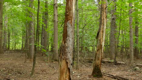 bosque de hayas a principios de otoño