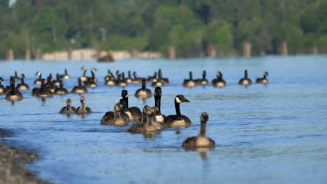 flock of canadian geese swimming in the fraser river in summer