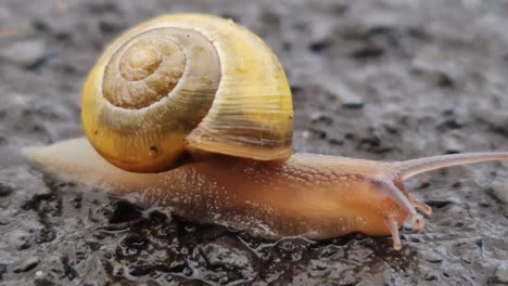 a small yellow and brown garden snail moving across a wet pavement