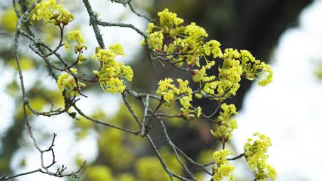 春季早期開花的<unk>樹枝靠近