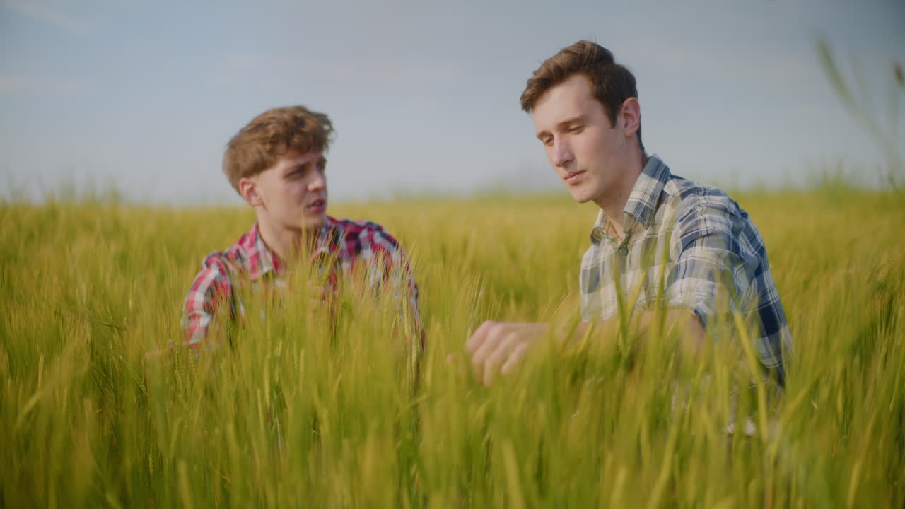 두 명의 농부 들 이 밀 작물 을 점검 하고 있다