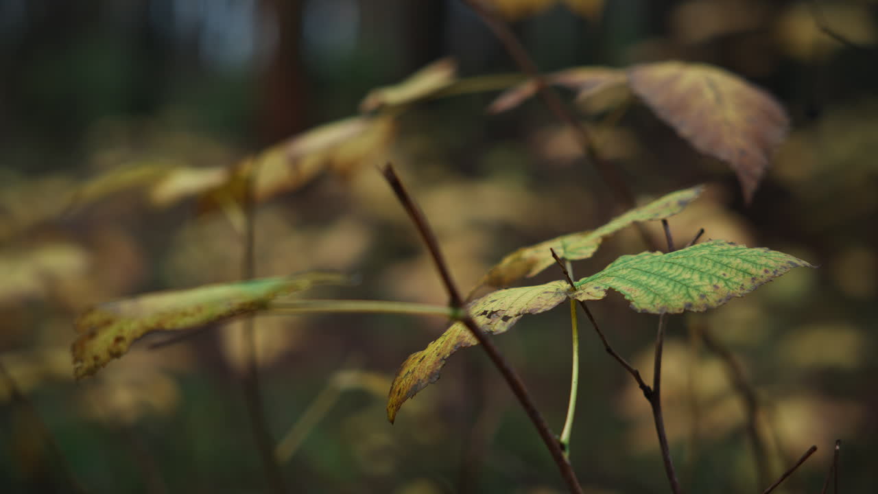 Yellow leaves on small branches in the forest on an autumn day