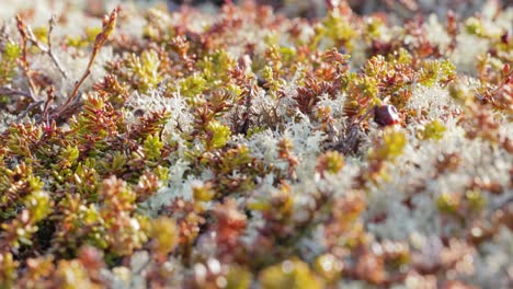 arctic tundra lichen moss close-up. found primarily in areas of arctic tundra, alpine tundra, it is extremely cold-hardy. cladonia rangiferina, also known as reindeer cup lichen.