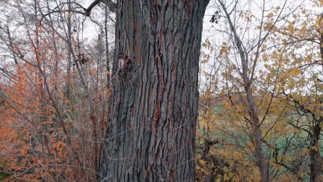 a drone rises near a tree stopping at its branches