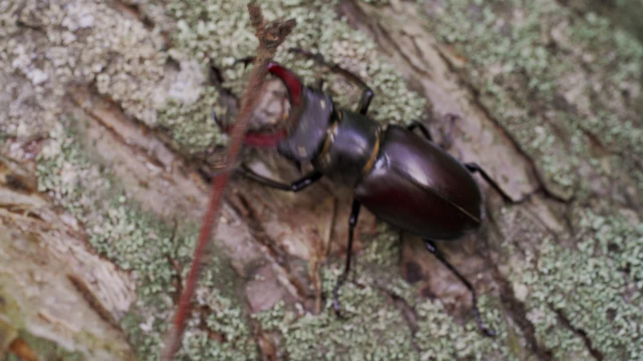 Stag Beetle (Lucanus cervus). Insect stag beetle on the old tree. Fighting beetle