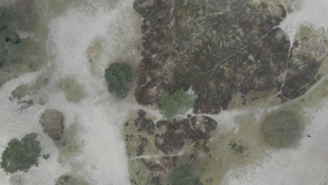 Top-down-aerial-of-trees-and-patches-of-grass-in-sand-dunes