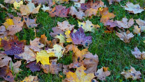 zooming into dried autumn leaves on green grass ground, letonia