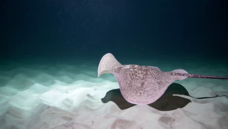 stingray gliding over a ripple-marked sandy seabed
