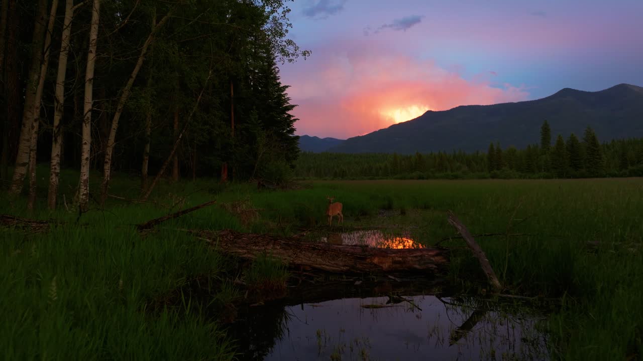 Veado correndo para a floresta de árvores verdejantes ao som de um raio durante uma tempestade de verão nas montanhas de Montana ao pôr do sol.
