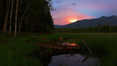 deer running off into forest of lush green trees at sound of lightning during summer storm in montana mountains at sunset