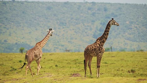 Toma-En-Cámara-Lenta-De-Dos-Jirafas-Una-Al-Lado-De-La-Otra-Caminando-A-Través-De-La-Vegetación,-El-Paisaje-Exuberante,-La-Vida-Salvaje-Africana-En-La-Reserva-Nacional-De-Maasai-Mara,-Kenia,-Animales-De-Safari-En-áfrica