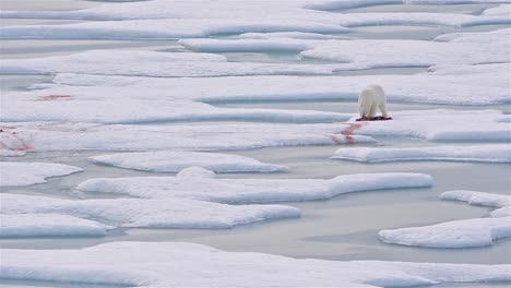 Oso-Polar-En-El-Hielo-Marino-Con-Una-Foca-Matar-En-Norwegian-Bay-En-La-Península-De-Bjorne-En-La-Isla-De-Ellesmere-En-Nunavut,-Canadá