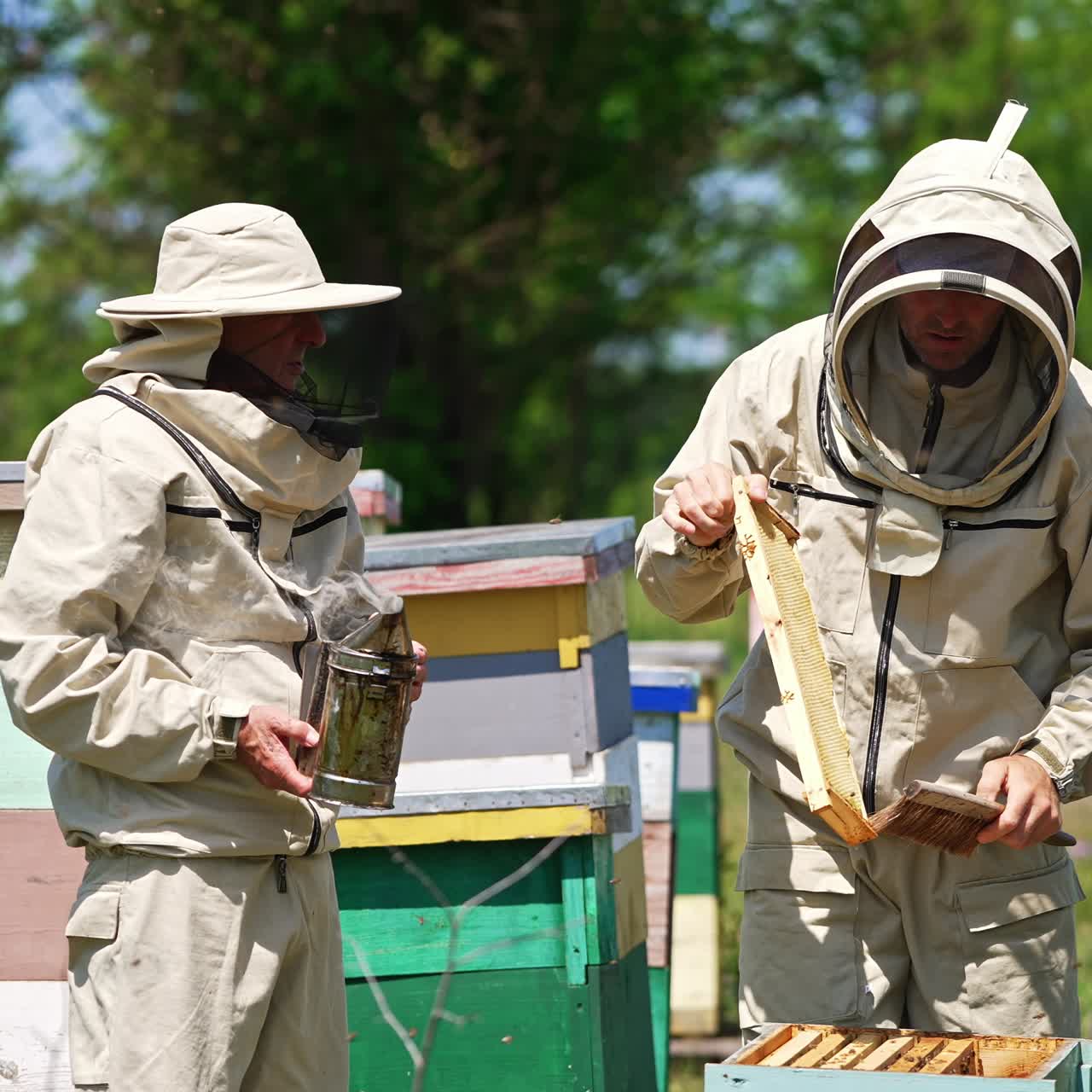Apiculturists in uniforms and protective hats working at apiary. One of the beekeepers holding a smoker and other one brushes bees away from frame. Blurred nature backdrop