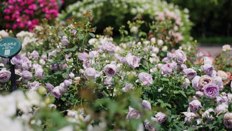 Colorful-Purple-Roses-in-garden-park-on-Warm-Sunny-Day-4k