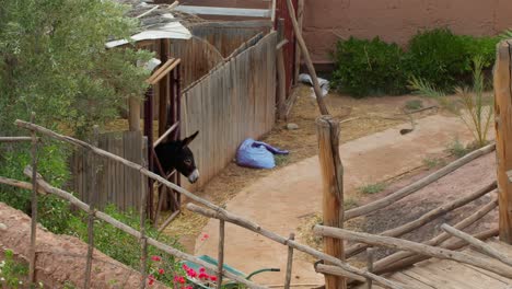 Static shot of a cute donkey poking its head out of a rustic cellar while a bird flies away, capturing a peaceful rural moment in Marrakech, Morocco