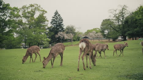 deer grazing in a japanese park
