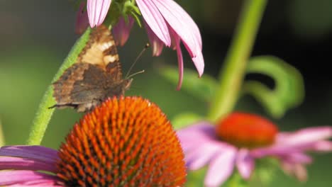 Small-tortoiseshell-butterfly-sits-on-purple-cone-flower-eating-pollen-and-pollinating-it