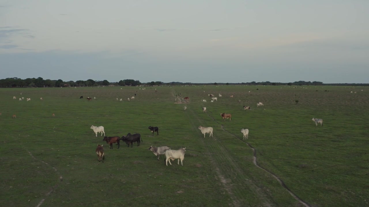 Ripresa con drone di un'alba tranquilla sulla vasta savana dei Llanos Orientales della Colombia, con mucche al pascolo nel loro habitat naturale, luce dorata soffusa e un ampio paesaggio pastorale