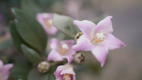 close up of soft pink flowers and buds of lagunaria plant blooming in springtime - rack focus, slider right