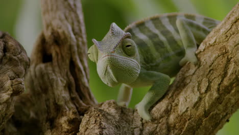 close-up of a chameleon on a tree branch