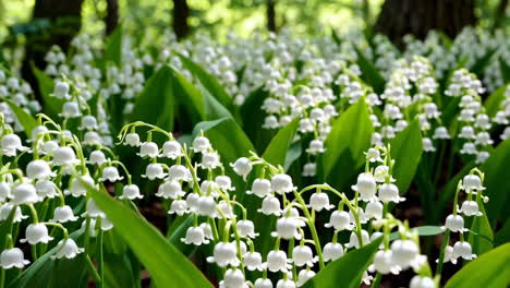 beautiful lilies of the valley in a forest