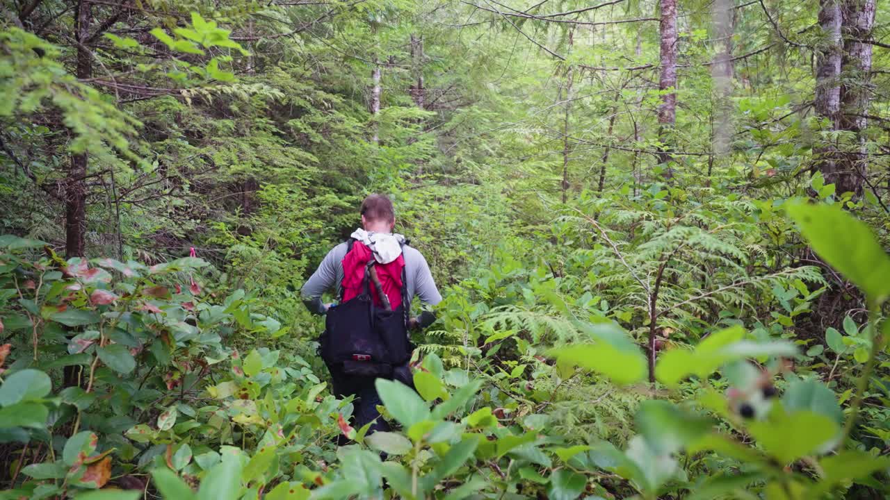 울창한 숲에서 카메라에서 멀어지는 등산객 - mackenzie range, vancouver island, bc, canada