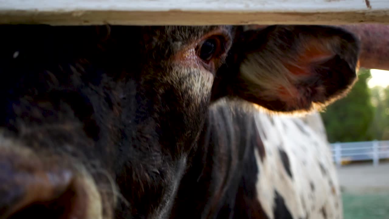 Ojo de vaca mirando a cámara a través de una valla, sol brillando detrás, Primer plano en cámara lenta