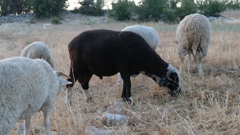 Woolly-lambs-roaming-together