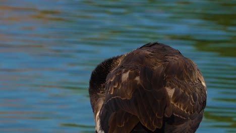 4k-footage-of-a-single-Canadian-Goose-pond-side