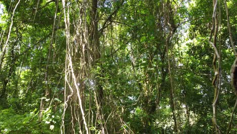 aerial drone zoom in entering the wild tropical rainforest vines lush vegetation of green minca, colombia