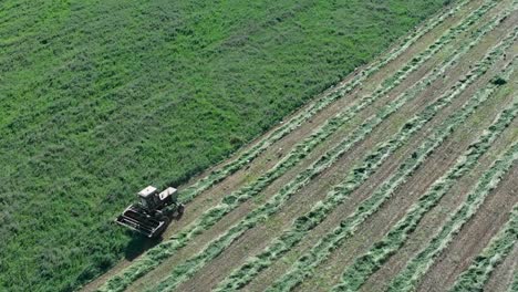 toma panorámica aérea del vuelo de las cigüeñas en vuelo sobre el campo de hierba y la segadora