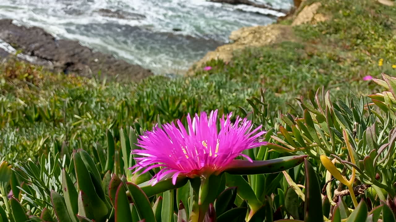 flor llorona de las playas - rosa carpobrotus edilus, está en medio del follaje verde, en una ladera con el mar al fondo