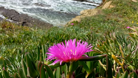 Flor-Llorona-De-Las-Playas---Rosa-Carpobrotus-Edilus,-Está-En-Medio-Del-Follaje-Verde,-En-Una-Ladera-Con-El-Mar-Al-Fondo