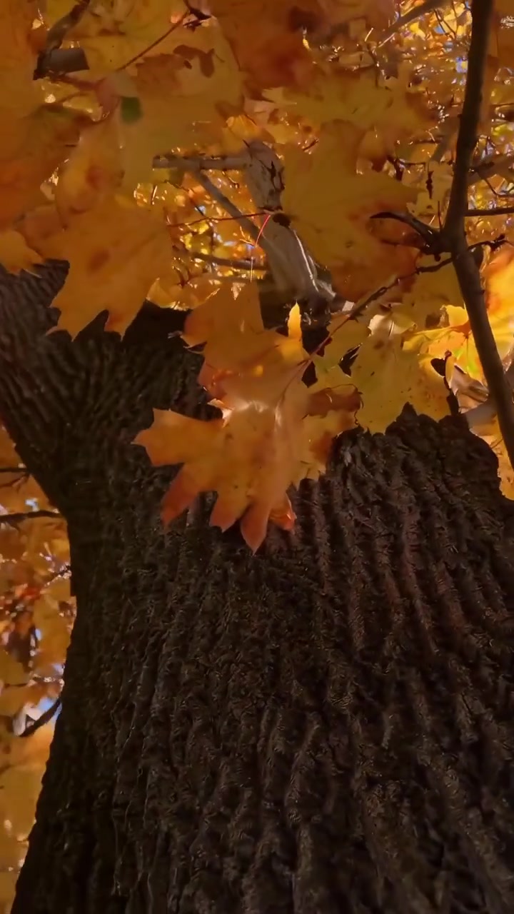 Golden Autumn Maple Leaves Swaying Against a Clear Blue Sky