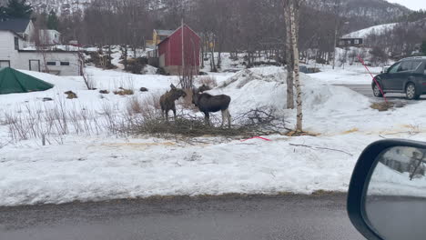 Alce-Parado-Cerca-De-La-Carretera-En-Una-Mañana-De-Invierno-En-Noruega-Sigerfjord