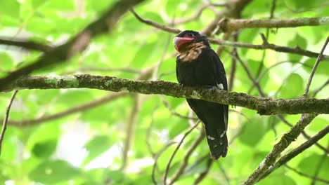 Dusky-Broadbill,-Corydon-sumatranus,-Kaeng-Krachan-National-Park,-Thailand