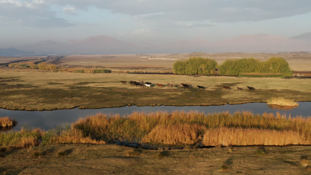 картина диких лошадей, бегущих по берегу идиллического озера в кайсери на восходе солнца в каппадокии, турция