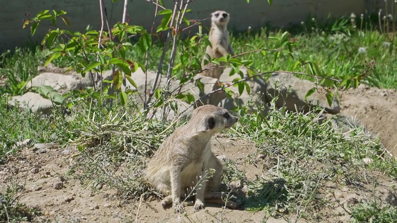 Dois suricatos sentados entre a grama e as rochas, olhando em diferentes direções em um santuário de animais, perfeito para projetos de vida selvagem, conservação, natureza e educação.