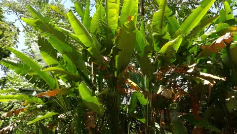 cubierta de plátano exuberante en el bosque tropical, medio, deslizándose hacia la derecha