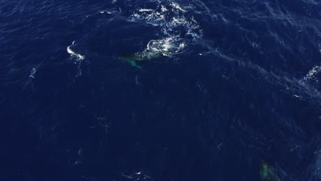 a single humpback whale swims and surfaces in deep blue waters off the coast of maui, hawai'i