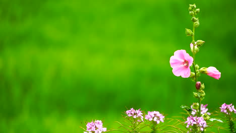 Rosa-Blume-Auf-Grünem-Feldhintergrund.