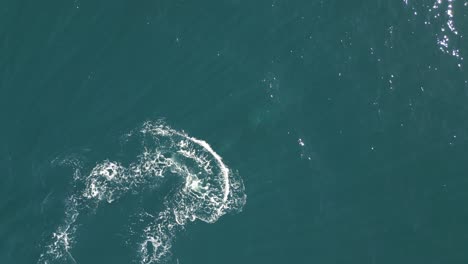 Aerial shot of single whale appears on the ocean surface blowing the water spouts and making rainbows.