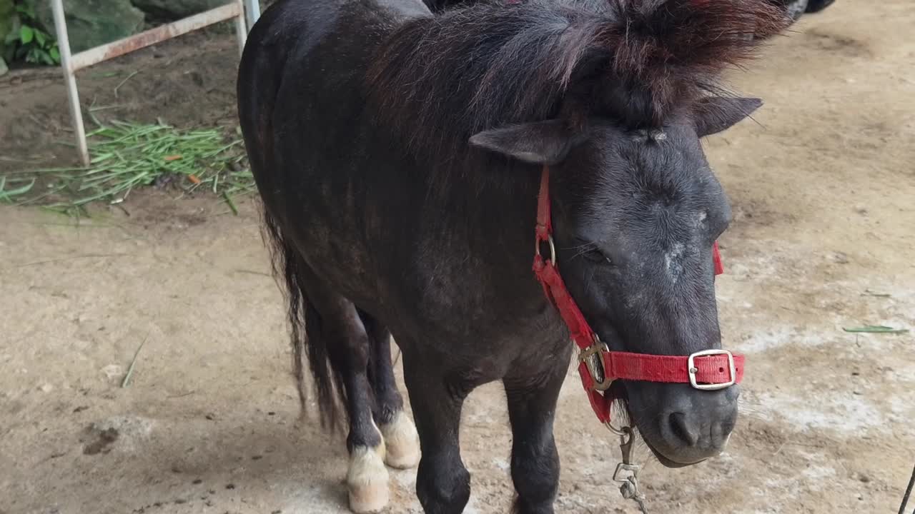 poni negro en el recinto al aire libre