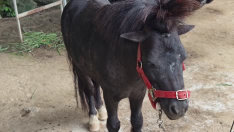 black pony in outdoor enclosure