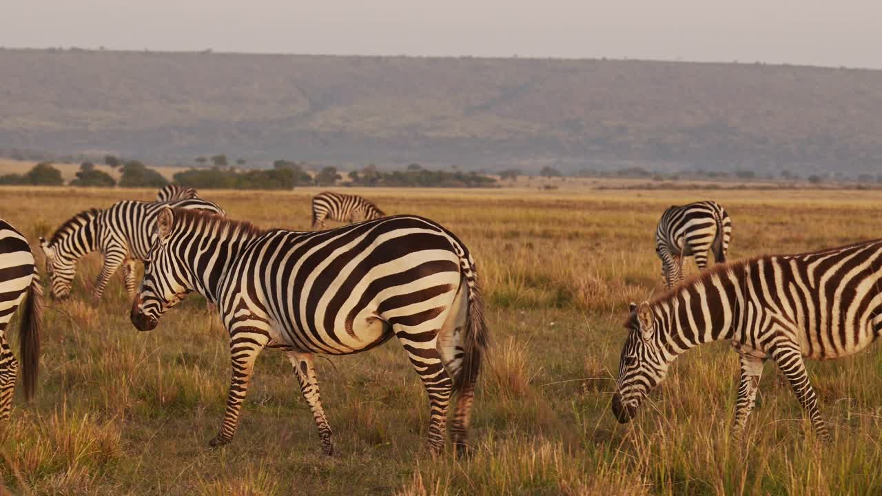 Rallentatore di un branco di zebre che cammina e pascola nella savana, animali africani in un safari faunistico africano nel Maasai Mara in Kenya, sotto una splendida luce solare, ripresa panoramica con Steadicam