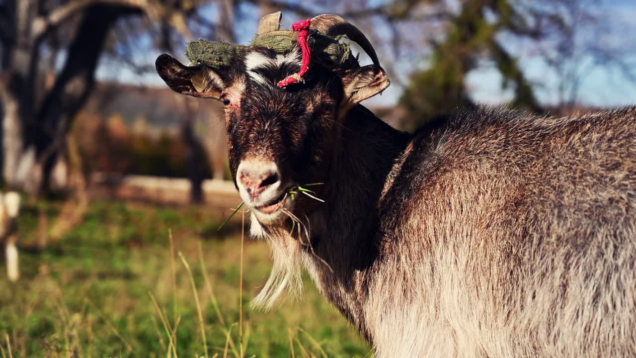 Una capra con un cappello insolito si trova in un campo soleggiato. Si guarda intorno, godendosi l'aria fresca e l'ambiente naturale, mostrando la sua natura giocosa e la sua curiosità.
